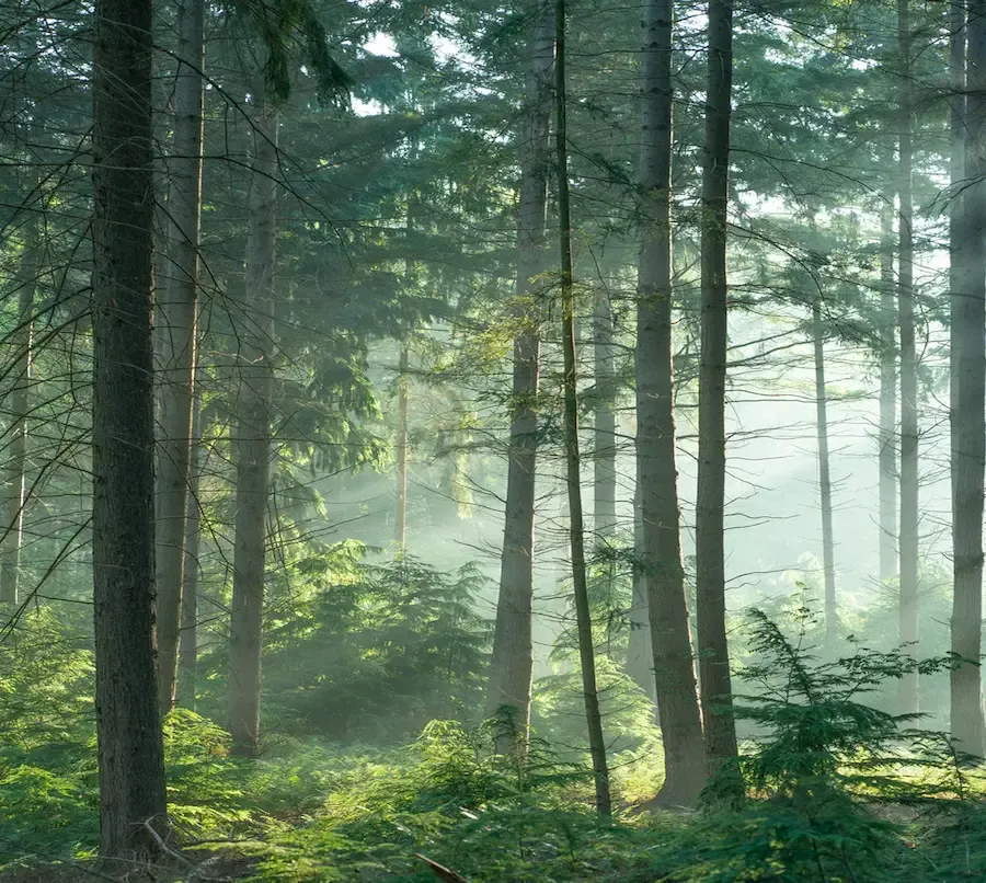 Foto di una foresta